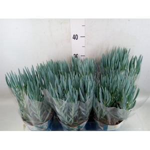 Curio ficoides 'Blues'