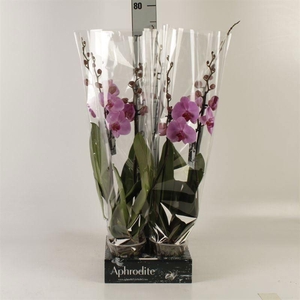 Phalaenopsis 'Ant Los Angeles'