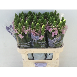 ANTIR LEGEND LI PINK