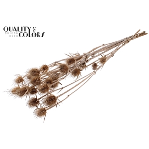 Cardi Distel Natural  5pc/bunch 70cm Frosted White