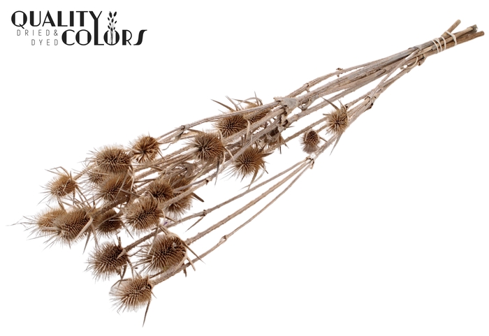 <h4>Cardi Distel Natural  5pc/bunch 70cm Frosted White</h4>