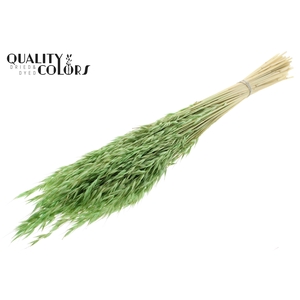 Avena per bunch Intense Frosted Mint
