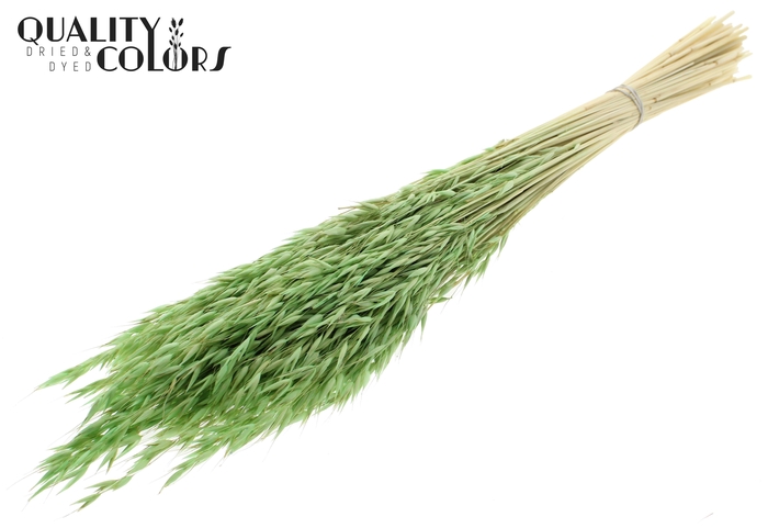 Avena per bunch Bleached Frosted Mint