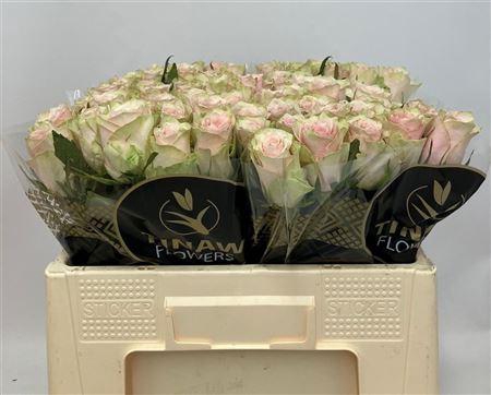 <h4>R Gr Pink Athena</h4>