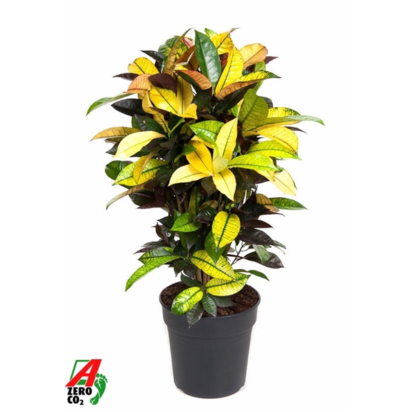 <h4>Codiaeum Mrs Iceton vertakt P24</h4>