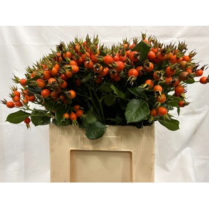 ROSA PUMPKIN