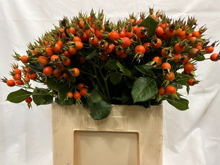 <h4>ROSA PUMPKIN</h4>