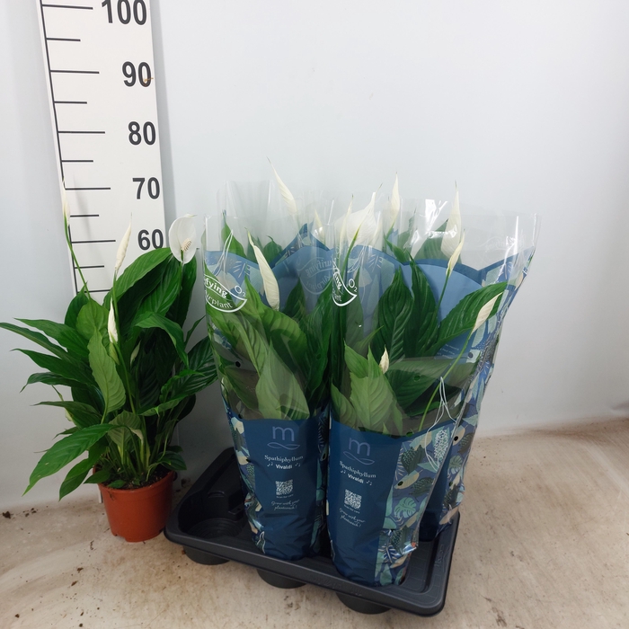 <h4>SPATH VIVALDI</h4>