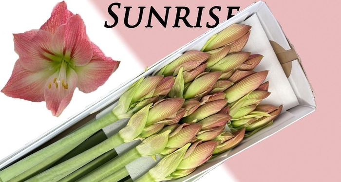 <h4>HIPP GA SUNRISE</h4>