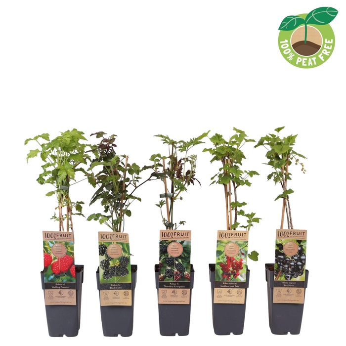 Fruitbomen en -heesters ov