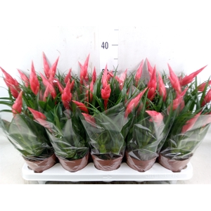 Vriesea  'Astrid'