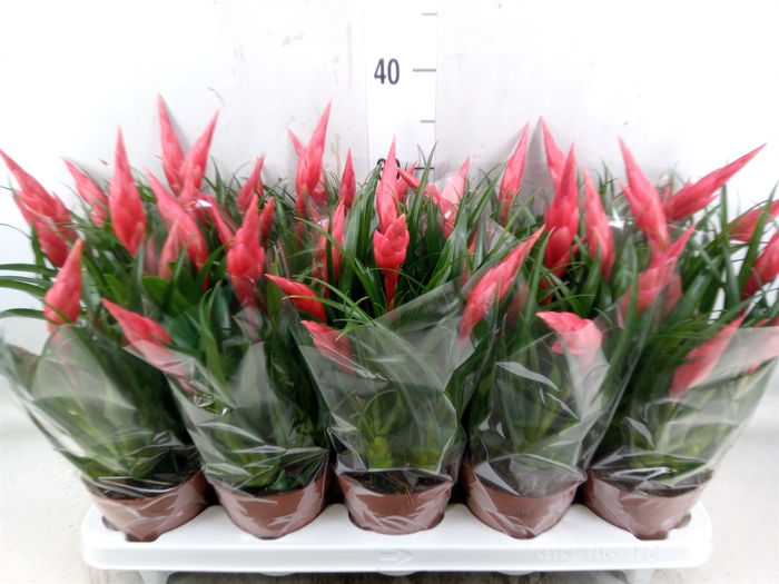 <h4>Vriesea  'Astrid'</h4>