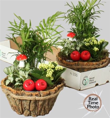 arr8 Arr Kamerpl In Boomschors Bakje