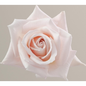 Rosa ec sweet escimo