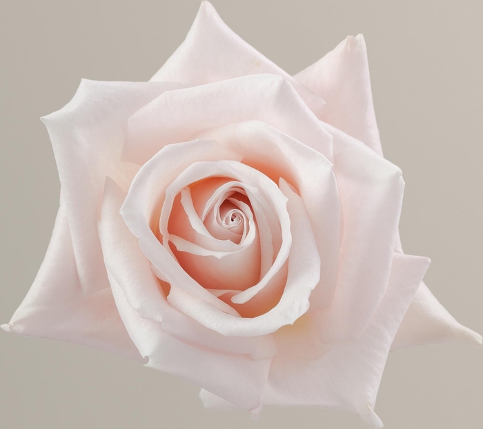 <h4>Rosa ec sweet escimo</h4>