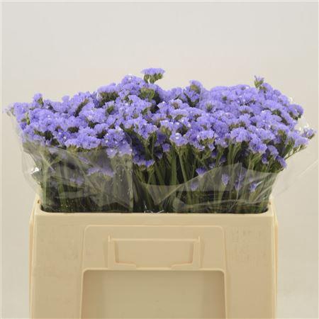 <h4>Statice Donau Birds</h4>