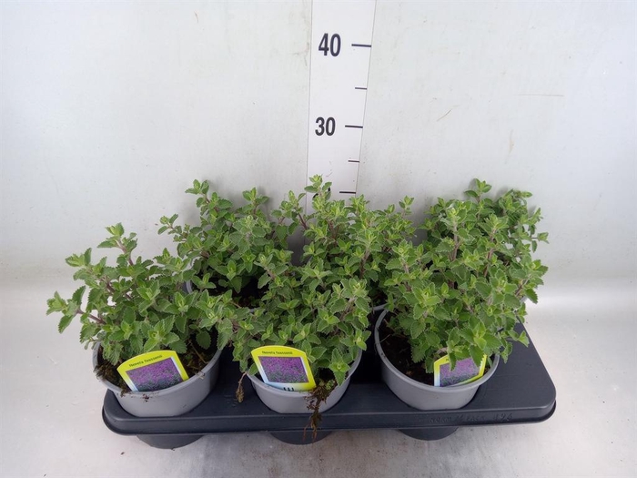 <h4>Nepeta faassenii</h4>