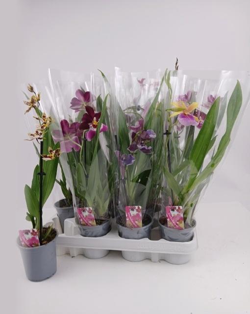 <h4>ORCHIDEEEN GEM</h4>