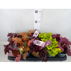 Heuchera  'Indian Summer'   ...mix