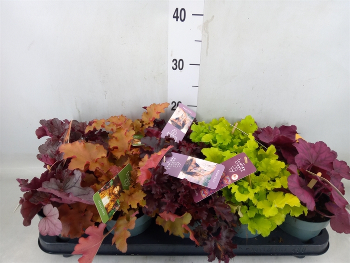 <h4>Heuchera  'Indian Summer'   ...mix</h4>