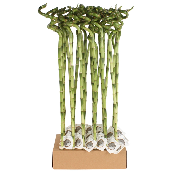 <h4>Lucky Bamboo Stem Spiral 80cm in Tube & Karton Tray</h4>