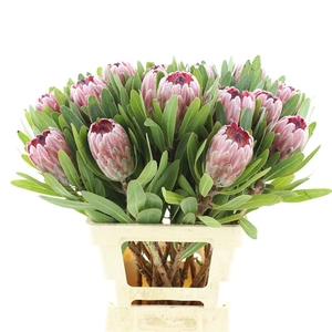 PROTEA PINK ICE