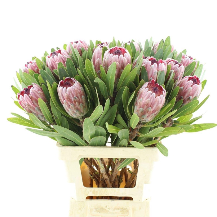 <h4>PROTEA PINK ICE</h4>