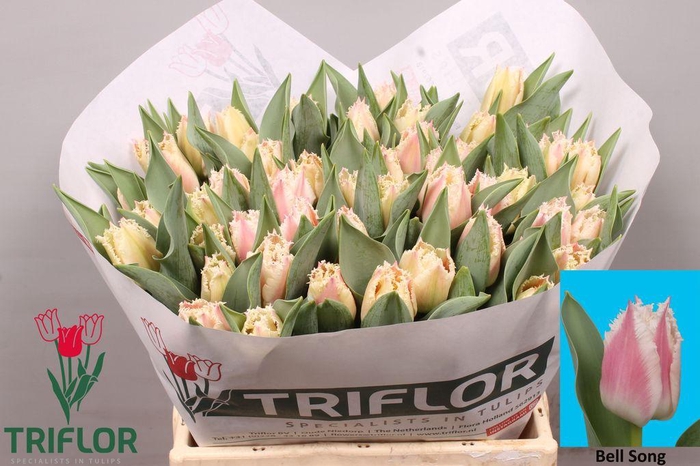 <h4>Tulipa fr bell song</h4>