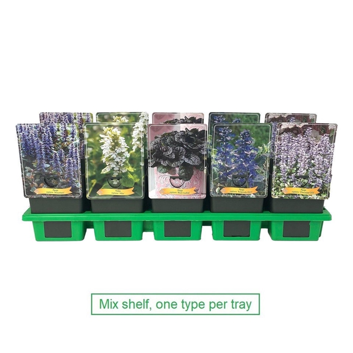 <h4>Ajuga</h4>