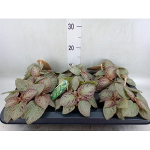 Episcia cupreata 'Tierra Plata'