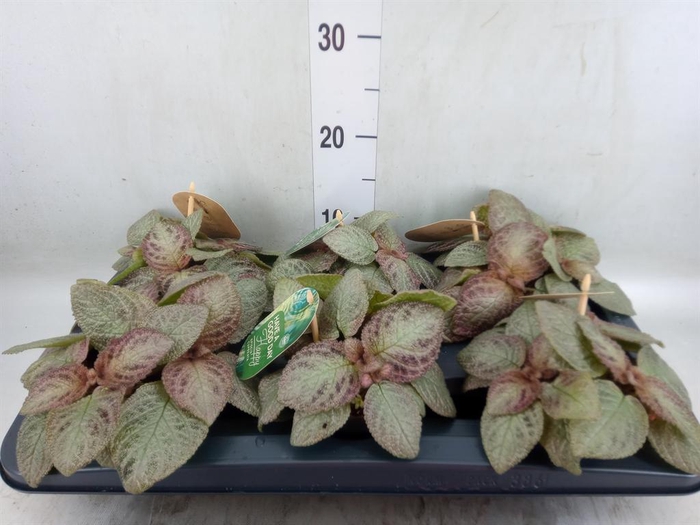 Episcia cupreata 'Tierra Plata'