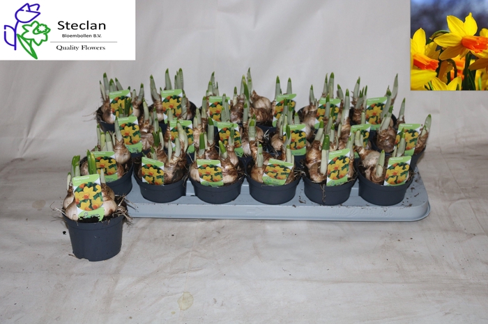 <h4>NARC C JETFIRE</h4>