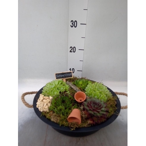 Arr.  Sempervivum L%
