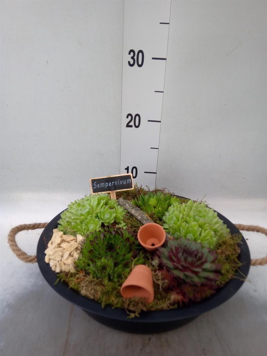 <h4>Arr. Sempervivum L%</h4>