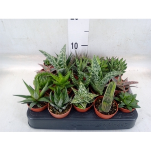 Aloe   ...mix