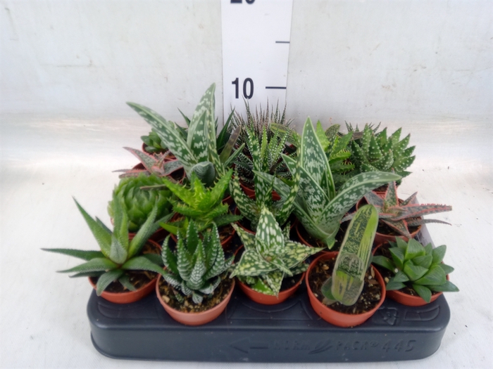 <h4>Aloe   ...mix</h4>