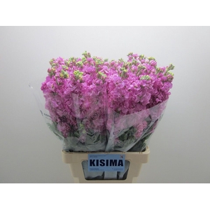MATTH IRON PINK