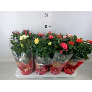 Rosa  'Favourite Roses'   ...mix 5