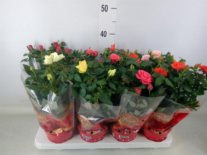 <h4>Rosa  'Favourite Roses'   ...mix 5</h4>