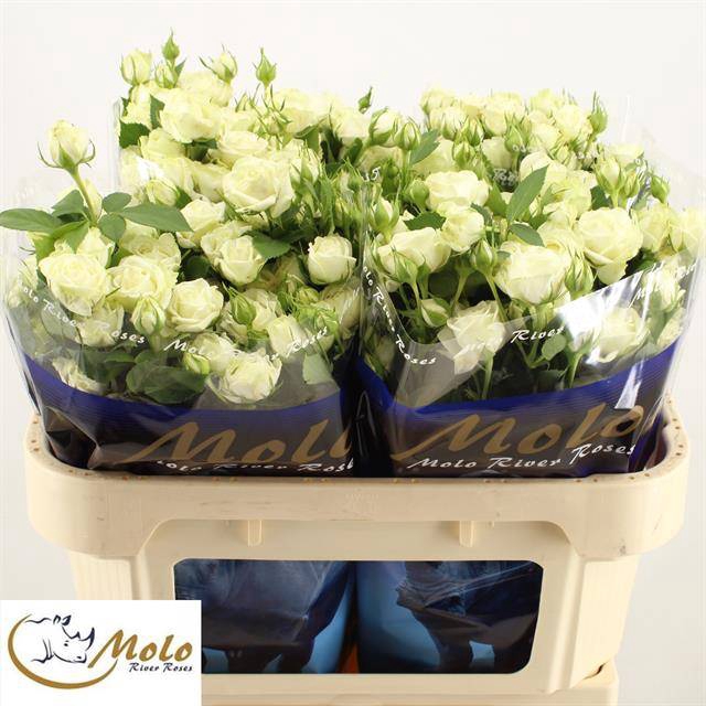<h4>R Tr Overig Flora Ola</h4>
