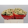 Hypericum Cool Romance