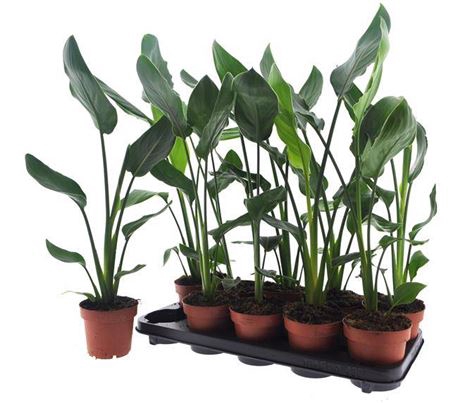 <h4>Strelitzia reginae (zonder bloem)</h4>