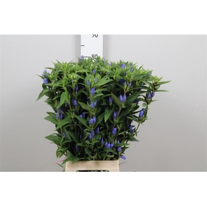 Gentiana Blue Sky