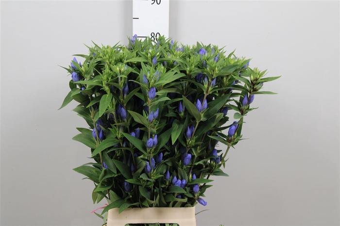<h4>Gentiana Blue Sky</h4>