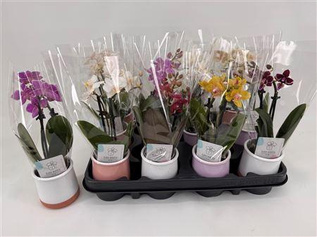<h4>Phal Mini 2 Branches 12+ In Keramiek Pot</h4>