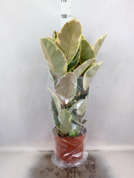 <h4>Ficus elastica 'Tineke'</h4>