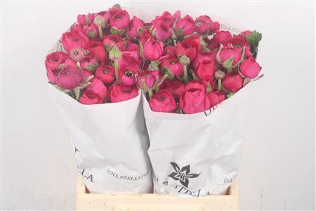 <h4>Ran El. Hot Pink Ex</h4>