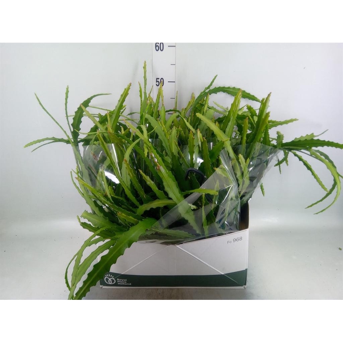 <h4>Epiphyllum   ...</h4>