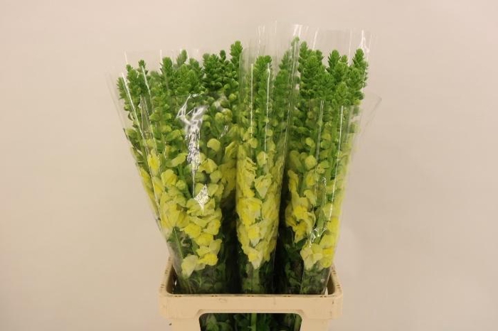 <h4>ANTIR POTO YELLOW</h4>