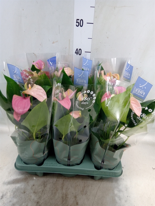 <h4>Anthurium  'Joli Duo'  ..mix in pot</h4>